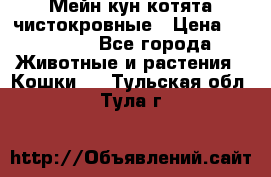 Мейн-кун котята чистокровные › Цена ­ 25 000 - Все города Животные и растения » Кошки   . Тульская обл.,Тула г.